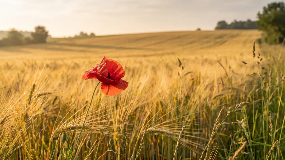 Mohn: Bedeutung, Symbolik und persönliche Anlässe