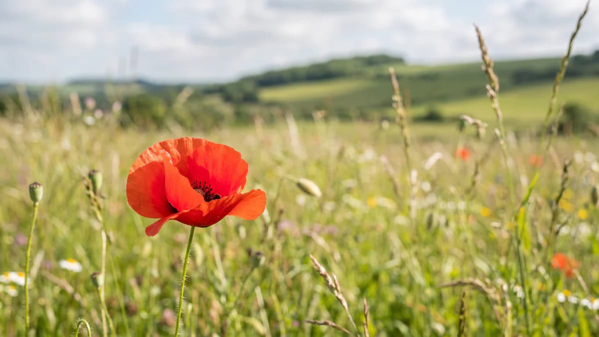 What Does a Poppy Mean? Remembrance, Symbolism and Gifting