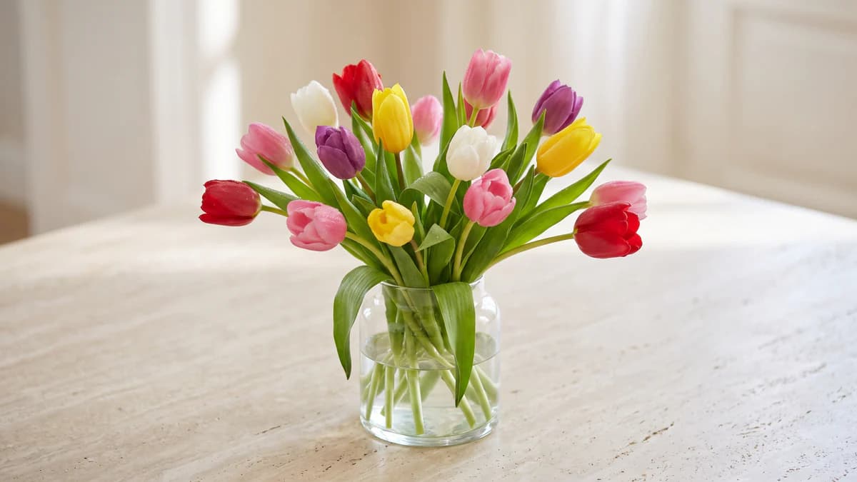 Significado del tulipán: colores, ocasión y mensaje