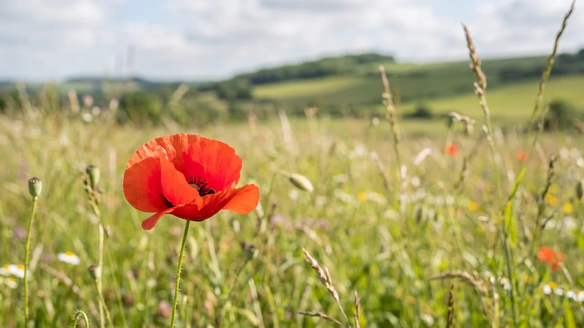 What Does a Poppy Mean? Remembrance, Symbolism and Gifting