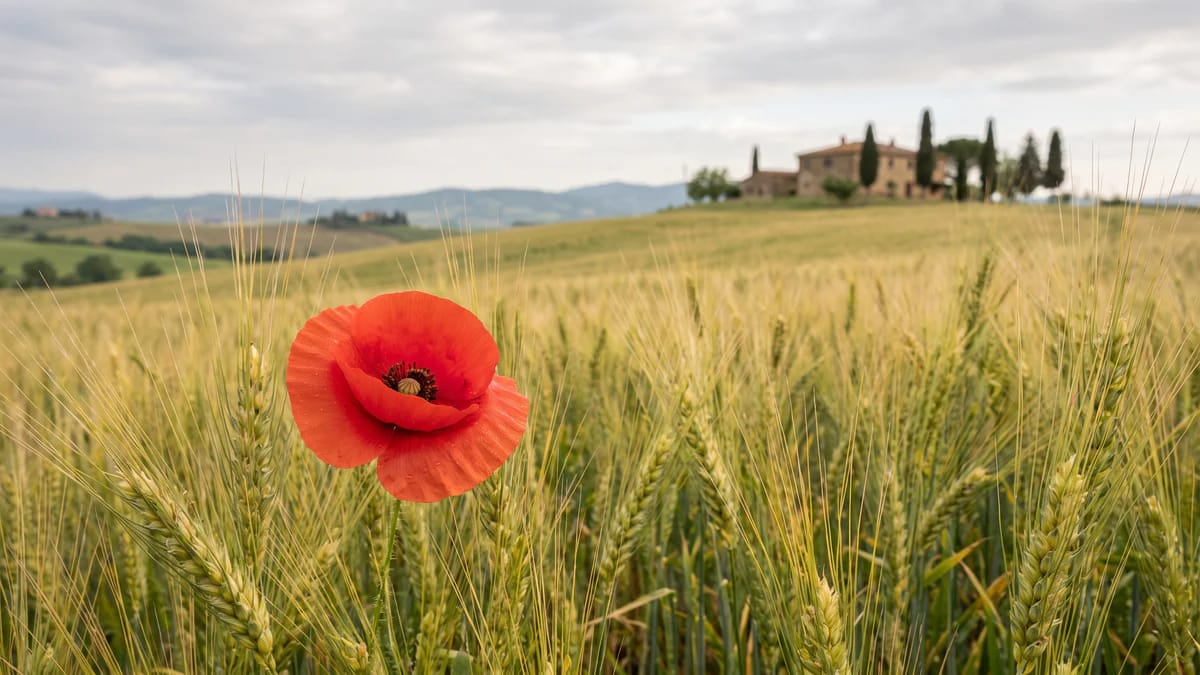 Papavero: significato, simboli e come regalarlo