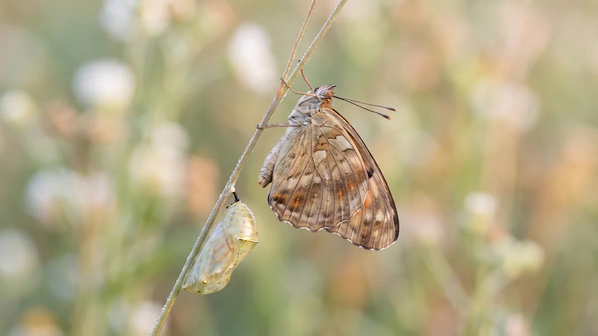 Le papillon : symbolisme et signification, de la chenille à l'âme