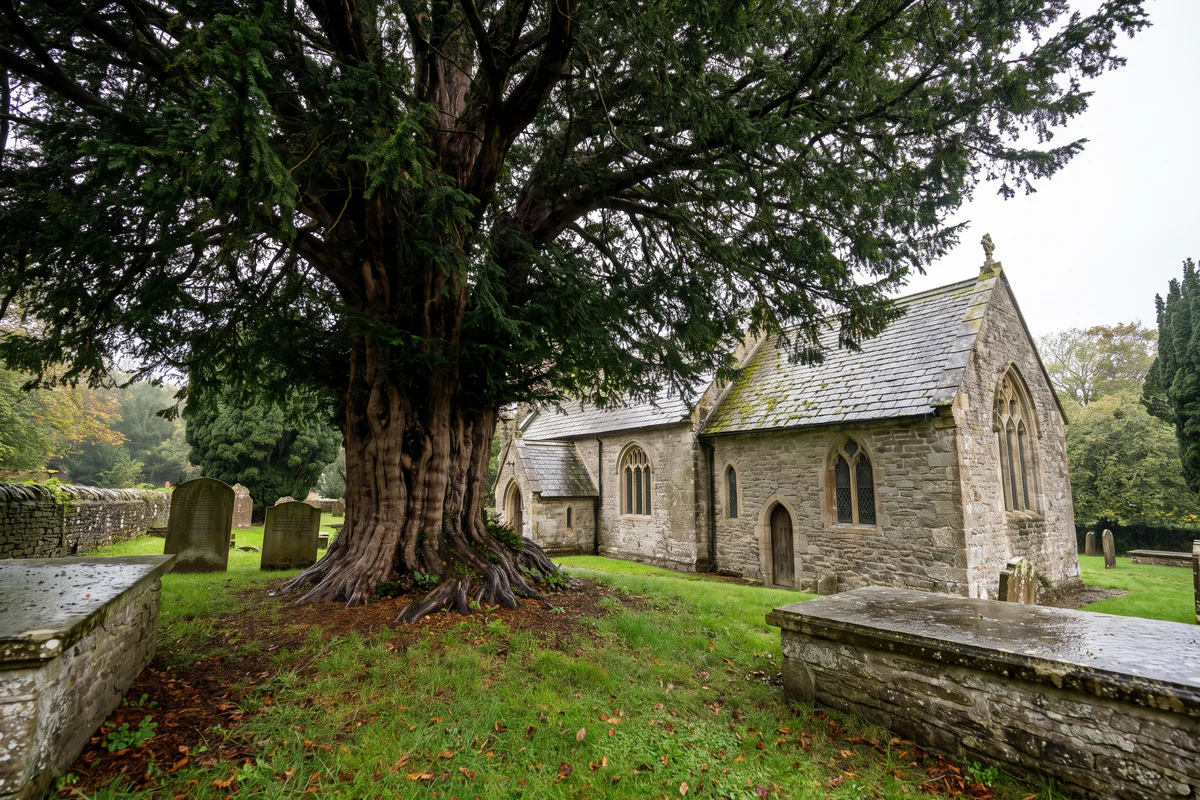Ancient yew tree beside a stone church in Britain