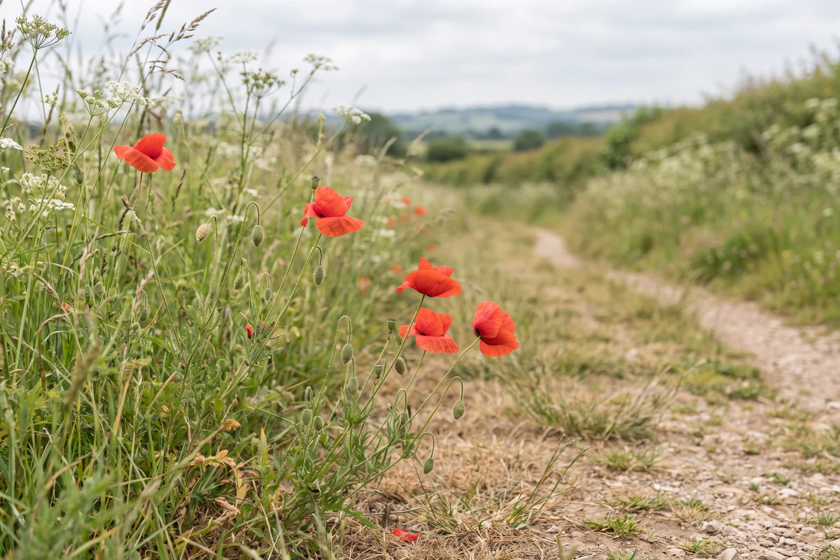 Red common poppies beside a country footpath
