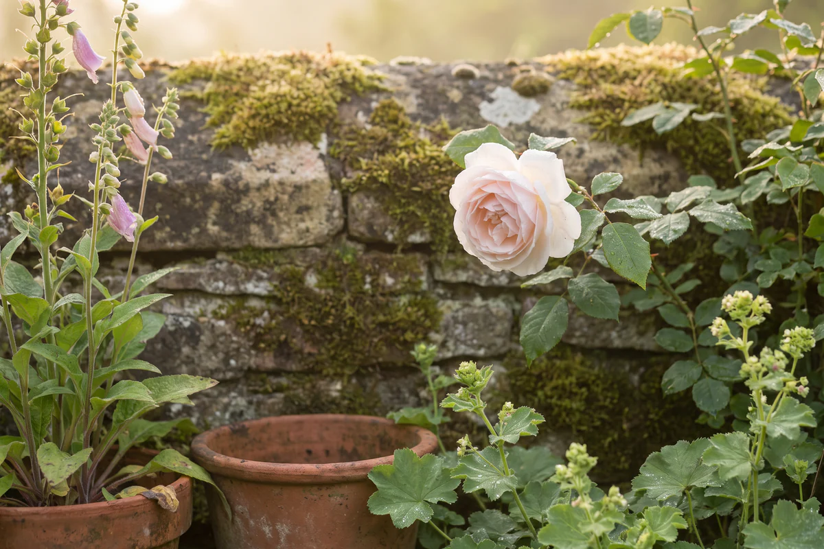A pale rose growing beside a weathered stone wall in an English garden