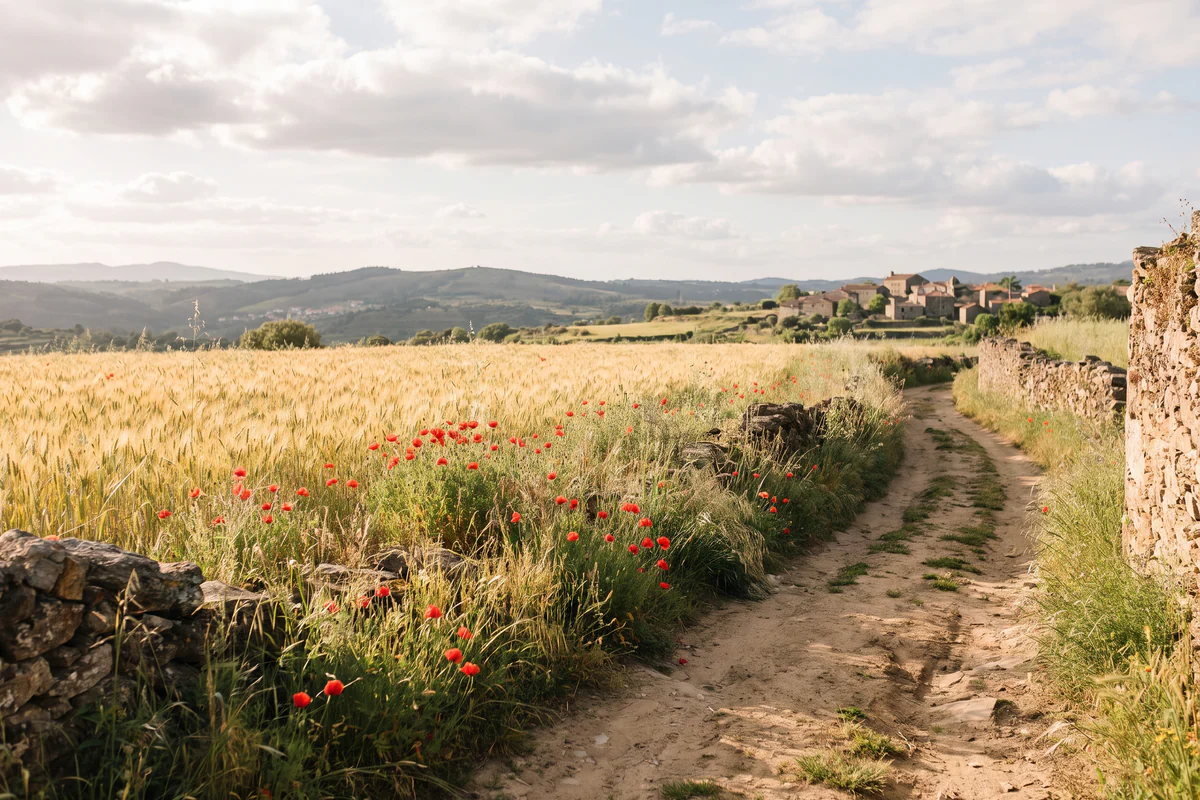 Papoilas vermelhas num caminho junto a uma seara em Portugal