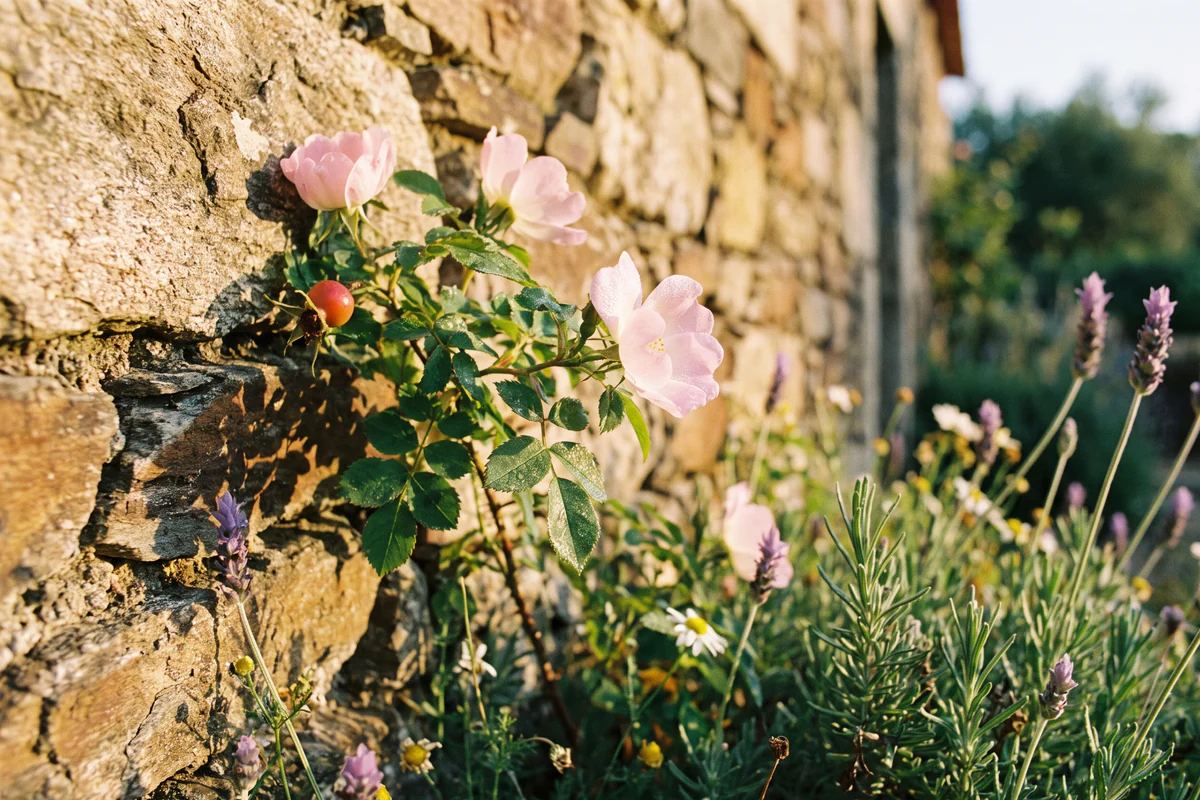 Uma rosa-brava de pétalas rosa-pálido num jardim português