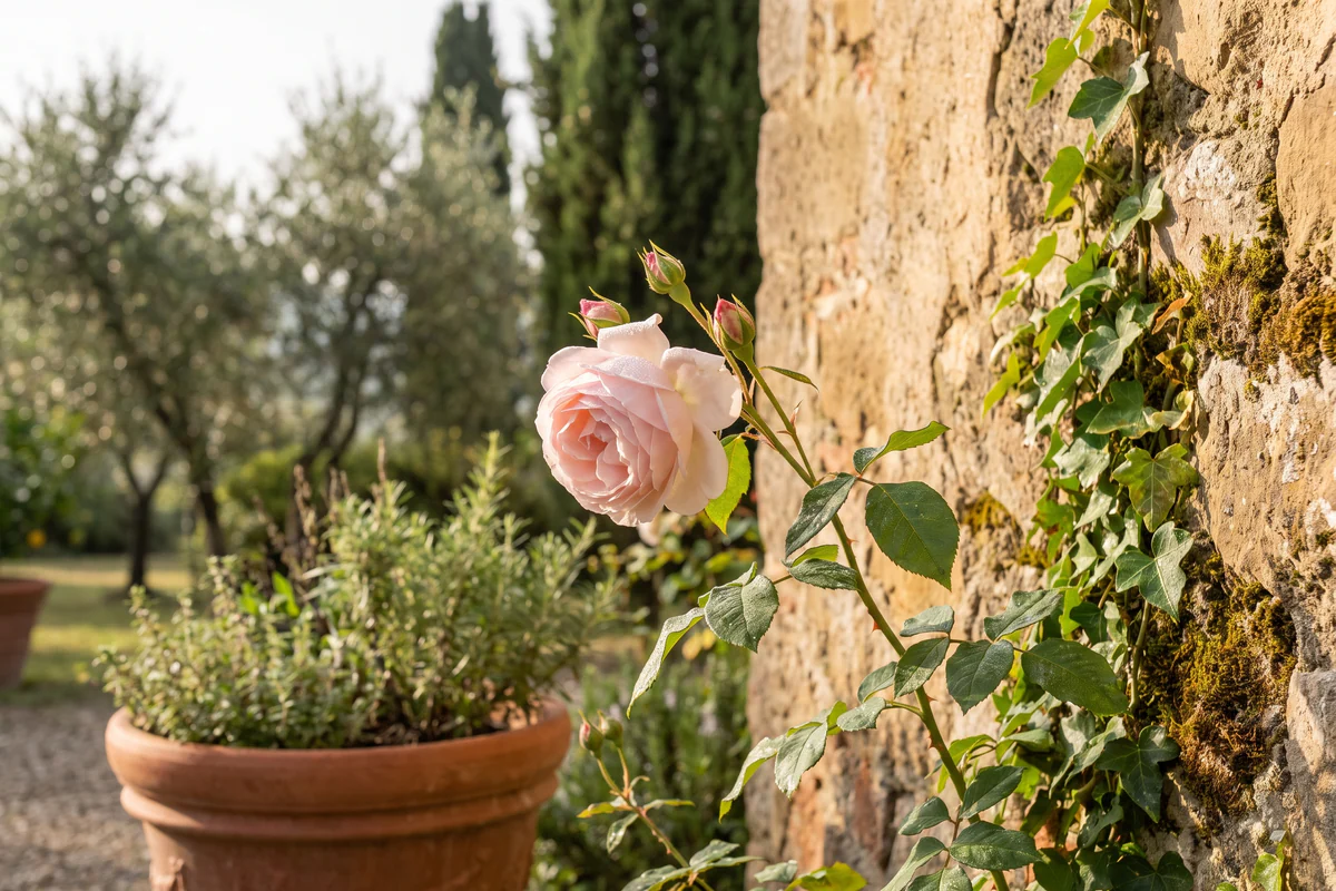 Una rosa antica rosa pallido vicino a un muro di pietra in un giardino