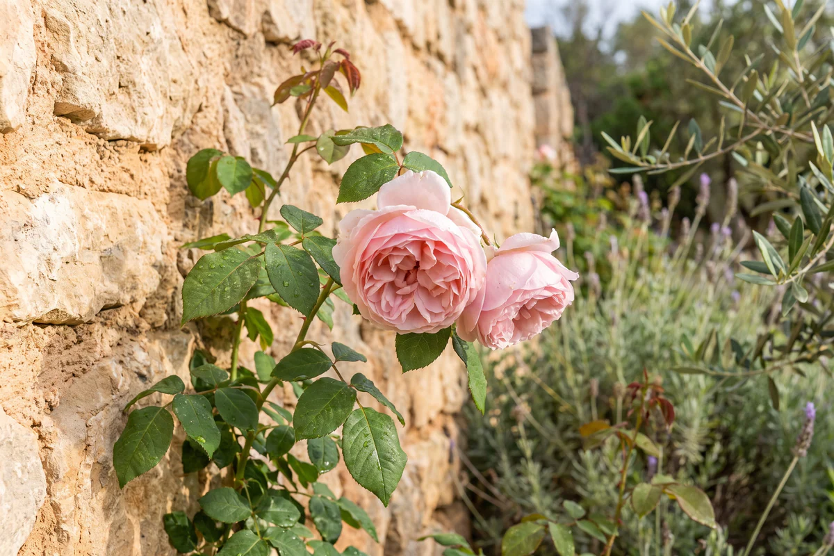 Una rosa antigua de tono rosado junto a un muro de piedra en un jardín