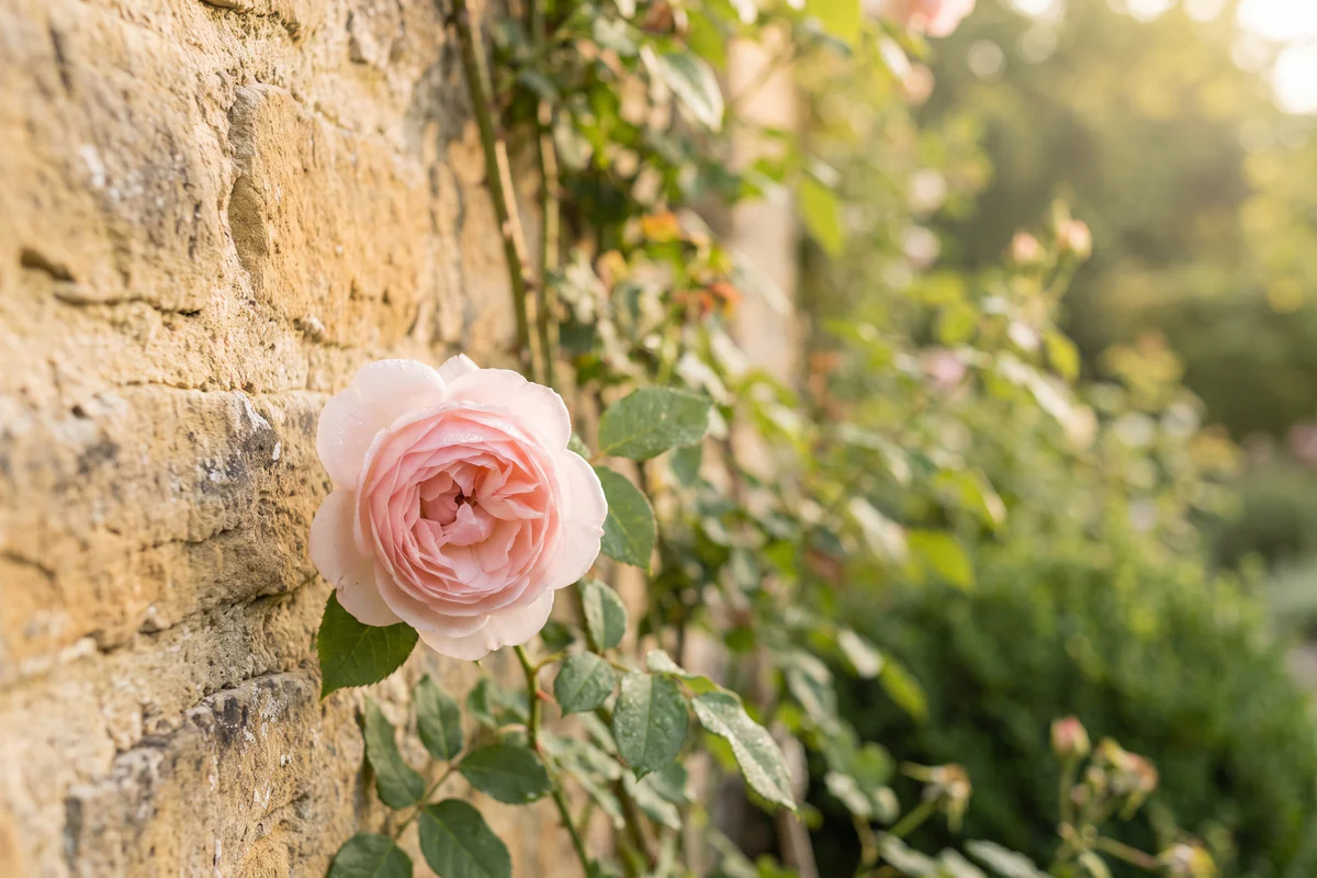 Eine hellrosa Gartenrose an einer Steinmauer in einem Garten