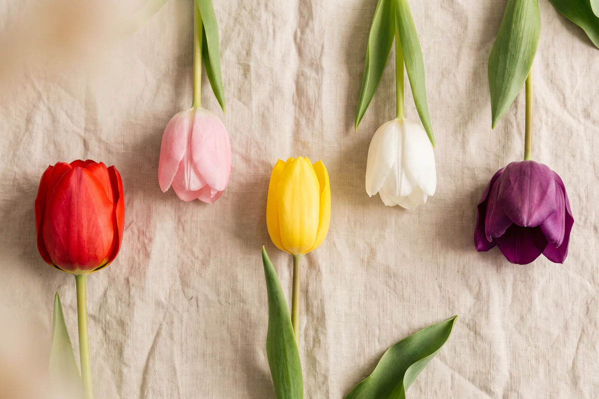Tulpen in Rot, Rosa, Gelb, Weiß und Violett auf hellem Leinen
