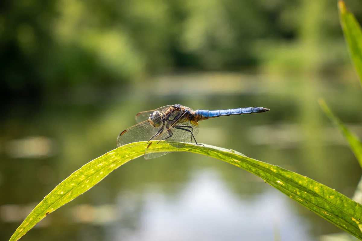 Libelle mit leuchtend blauem Hinterleib auf einem Blatt über einem Teich