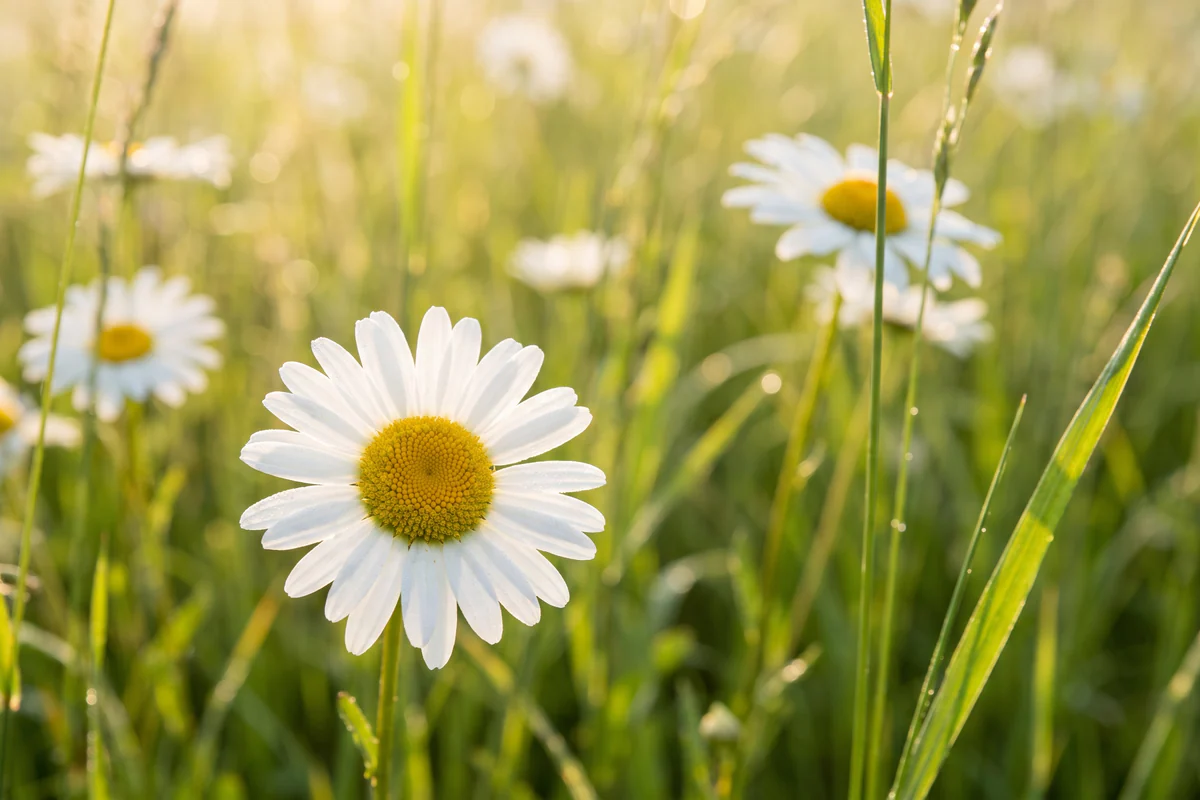 Wiesen-Margerite in Nahaufnahme auf einer Wiese, gelbe Mitte mit weißen Zungenblüten