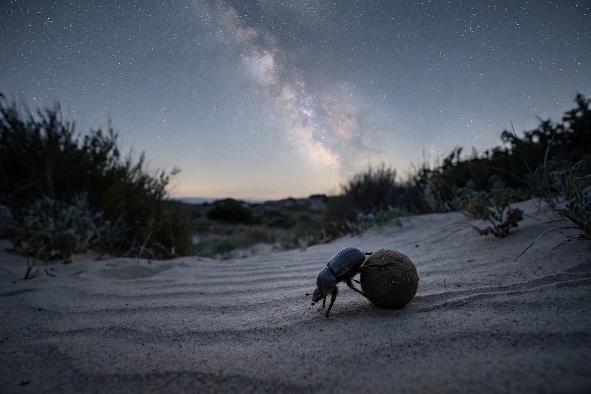 Bousier noir sur le sable, la nuit, sous la Voie lactée