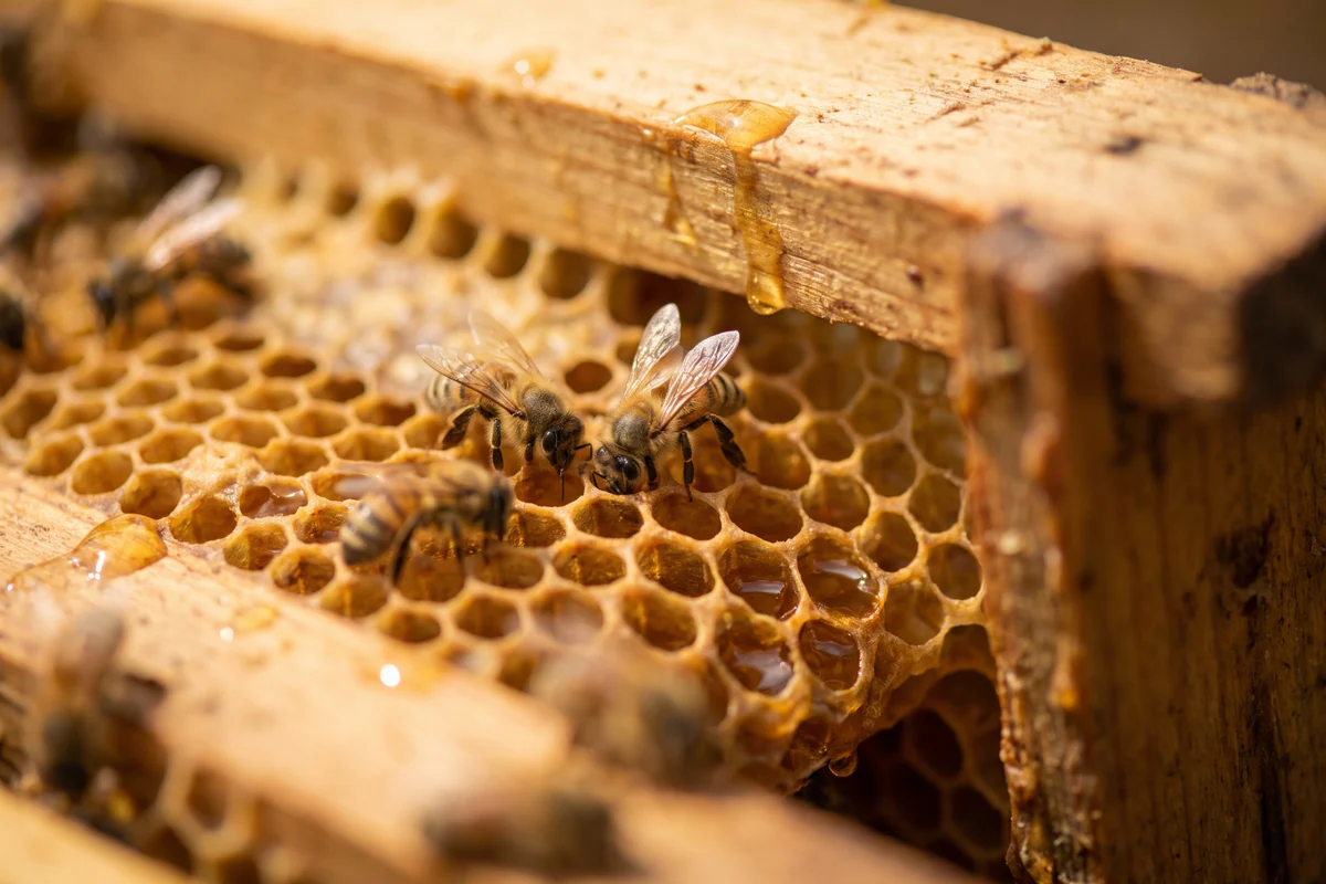 Honigbienen bei der Arbeit auf Wachswaben voller Honig in einem Bienenkasten aus Holz