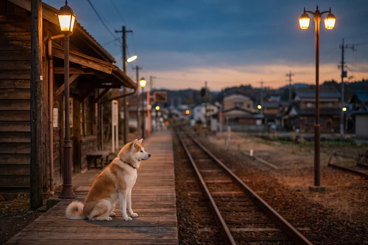 Cremefarbener und rötlicher Akita, der in der Abenddämmerung allein auf dem Bahnsteig eines kleinen Bahnhofs sitzt, die Laternen brennen schon