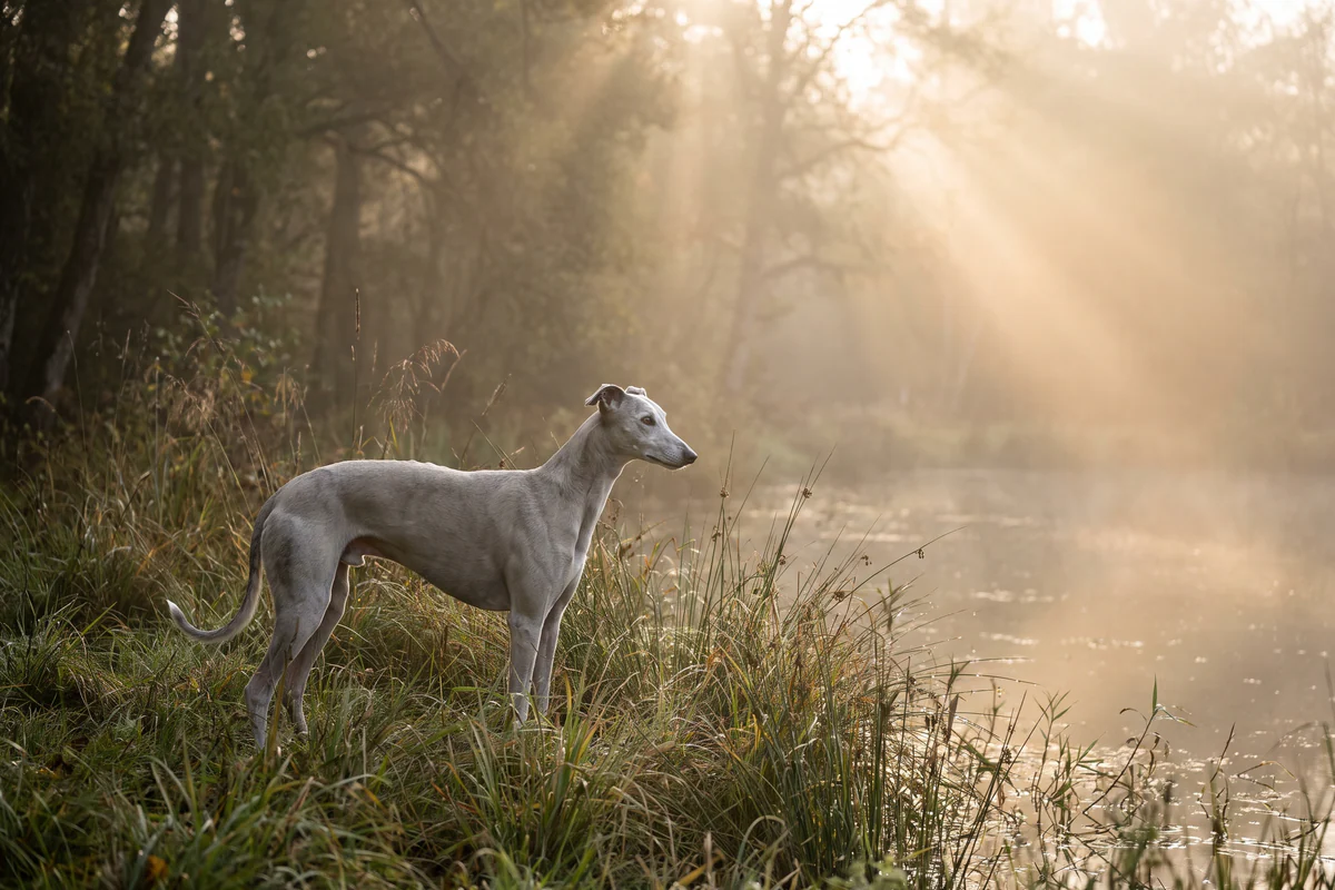 Hellgrauer Windhund, der am Rand eines nebligen Waldes neben einem Teich steht