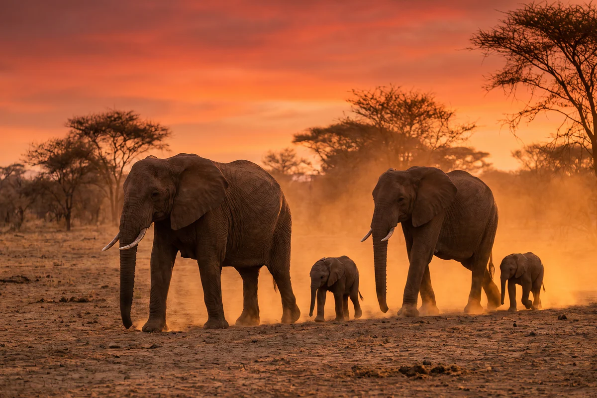 Éléphantes d'Afrique et leurs petits marchant en file dans une savane sèche au crépuscule