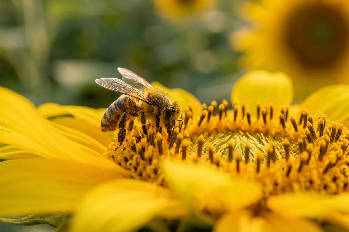 Honigbiene voller Pollen auf der Mitte einer Sonnenblume