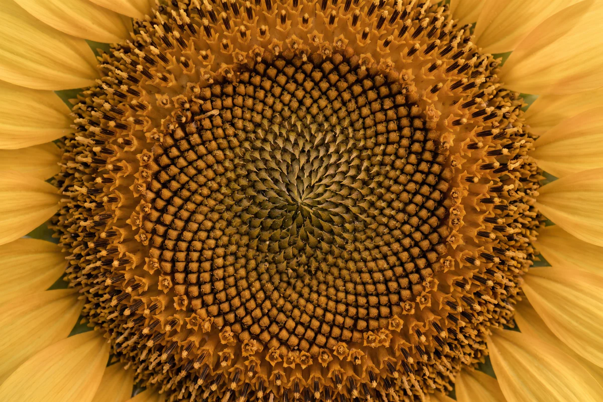 Nahaufnahme der Mitte einer reifen Sonnenblume, Kerne in Spiralen, umgeben von gelben Zungenblüten