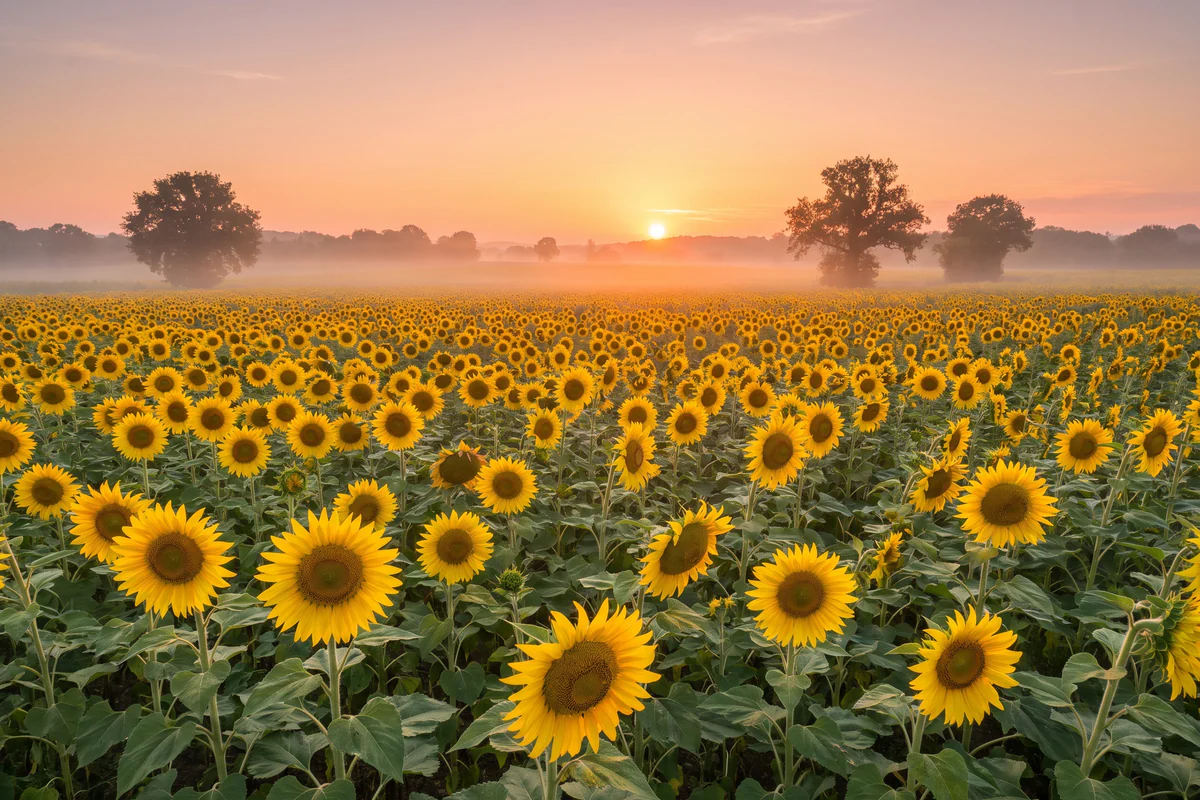 Blühendes Sonnenblumenfeld bei Sonnenaufgang unter einem rosa und orangefarbenen Himmel